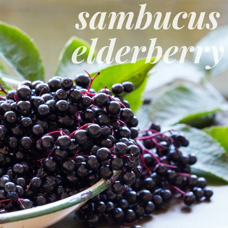 powbab Elderberry Chocolate Bites. Organic Sambucus Elderberry. 33% Less Sugar
